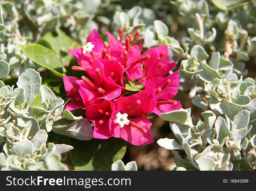 Beautiful red flower Bougainvillea on a background of green leaves