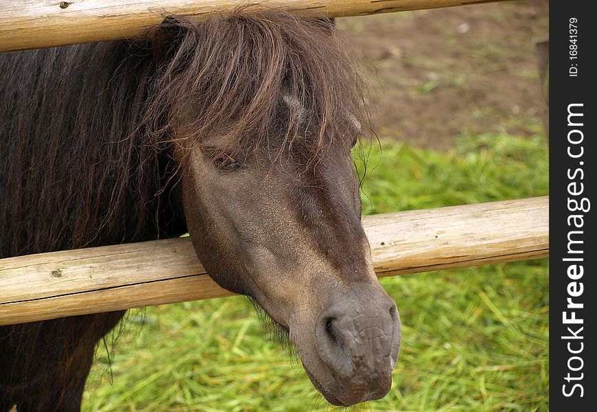 Small horse behind a wooden fence.