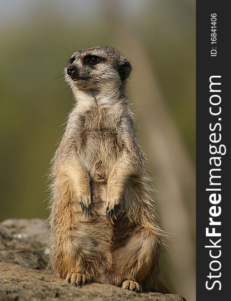 Meerkat sitting on the stone on green blurred background