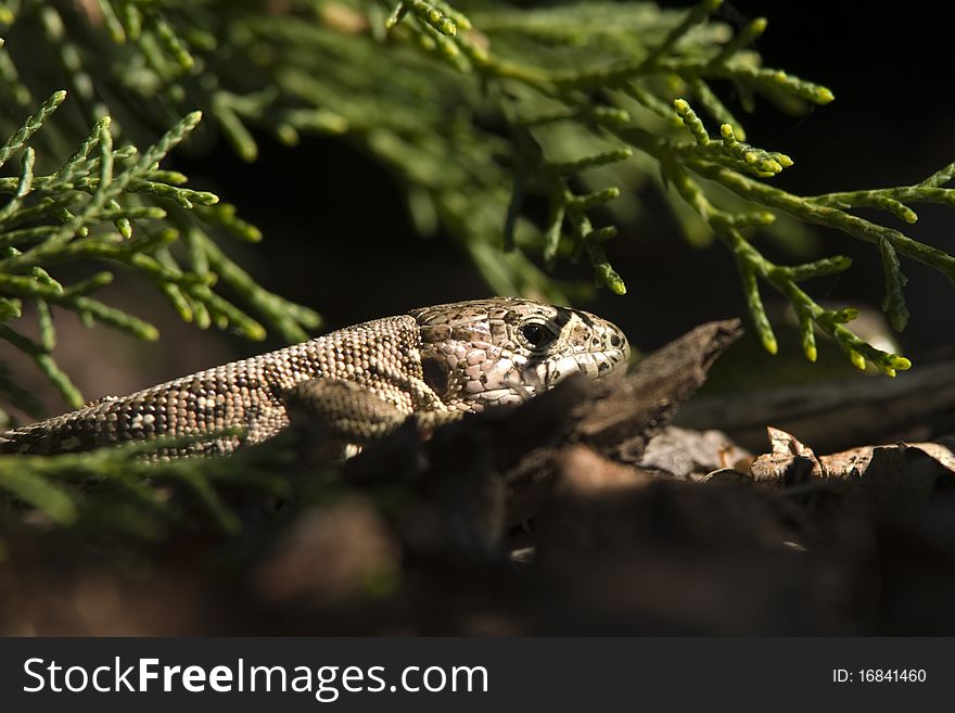 A photo of a small lizard in natural environment. A photo of a small lizard in natural environment.