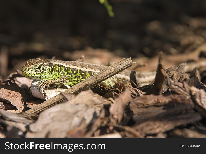 A photo of a small lizard in natural environment. A photo of a small lizard in natural environment.
