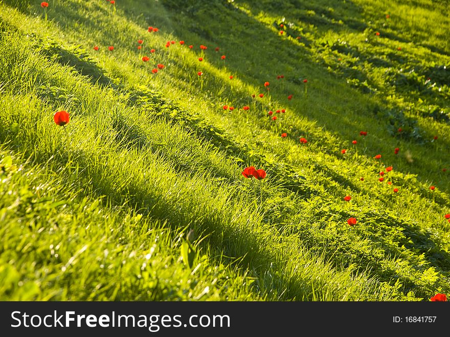 Red tulips on a hillside among the green grass