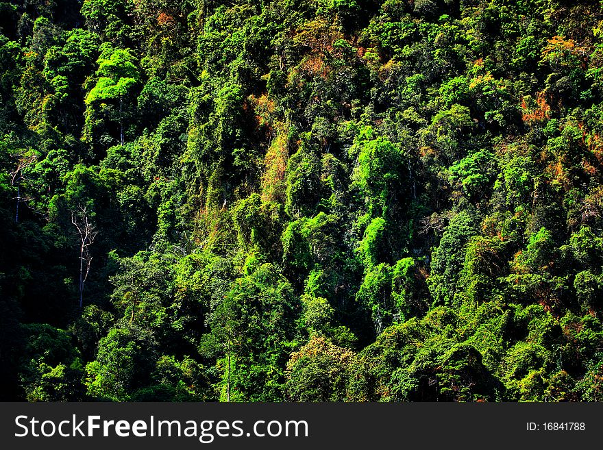 Forest at the mountain,South of Thailand