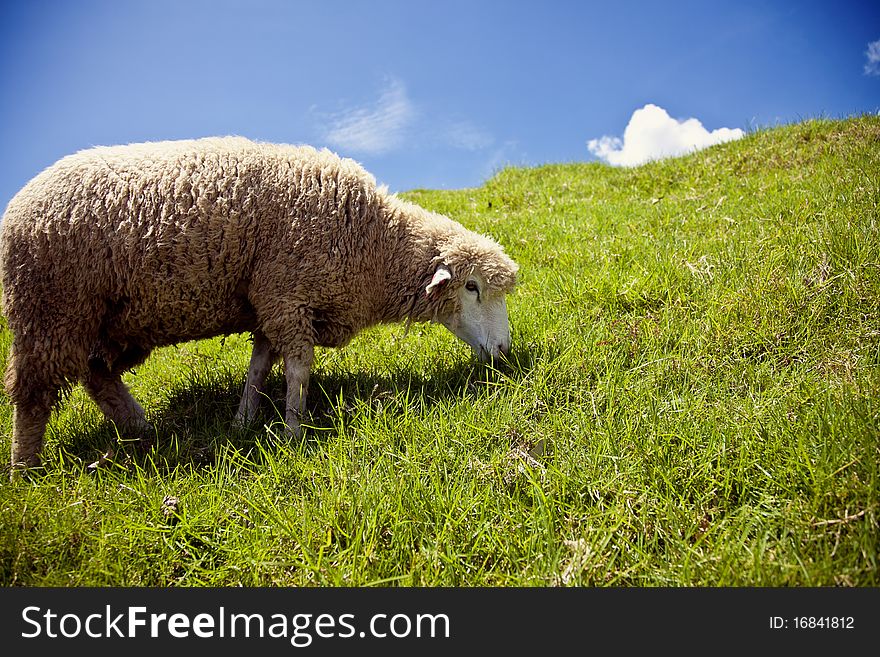 A sheep on a beautiful mountain, eating grass.