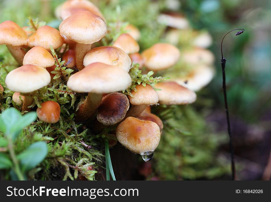 Delicate Mushrooms In The Forest