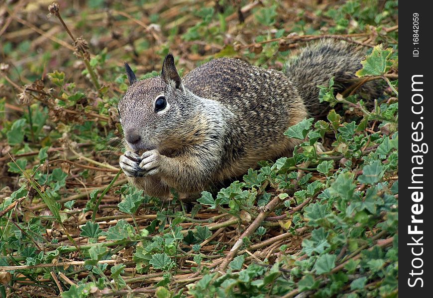 Eating American squirrel on ground with small green leaves looking to viewer. Eating American squirrel on ground with small green leaves looking to viewer