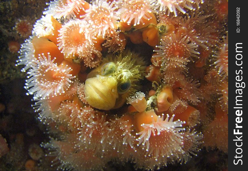 Sea anemone with fish inside looking out