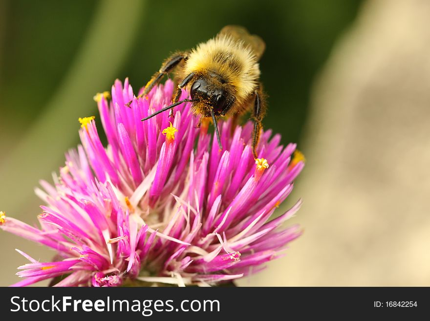 Pollen covered honey bee on a wild flower. Pollen covered honey bee on a wild flower