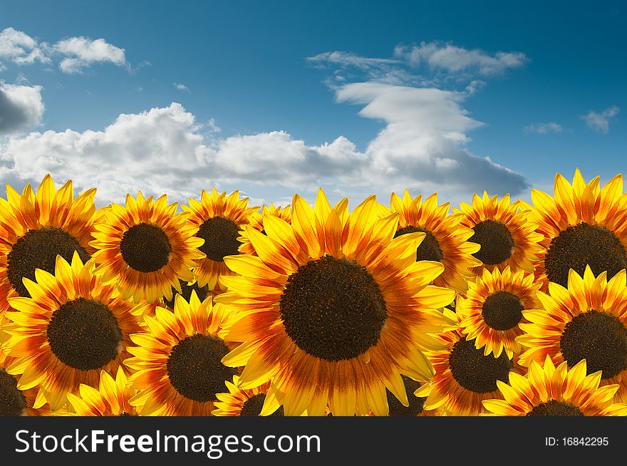 Sunflower composition with beautiful blue sky background. Sunflower composition with beautiful blue sky background