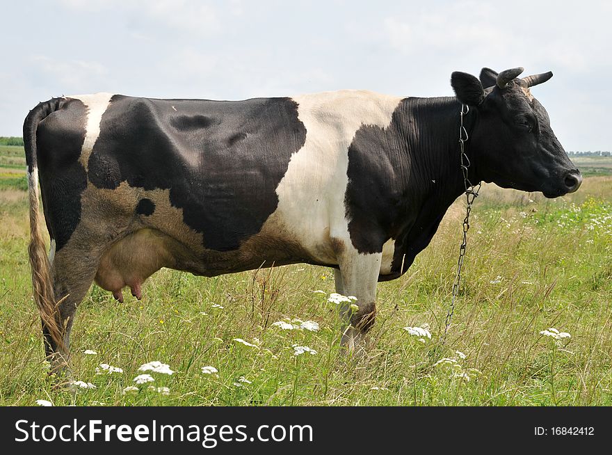 Summer, cow on a meadow