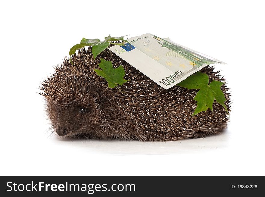 The hedgehog in motion hastens home from the bank carrying percent hundred euro profit. The hedgehog in motion hastens home from the bank carrying percent hundred euro profit