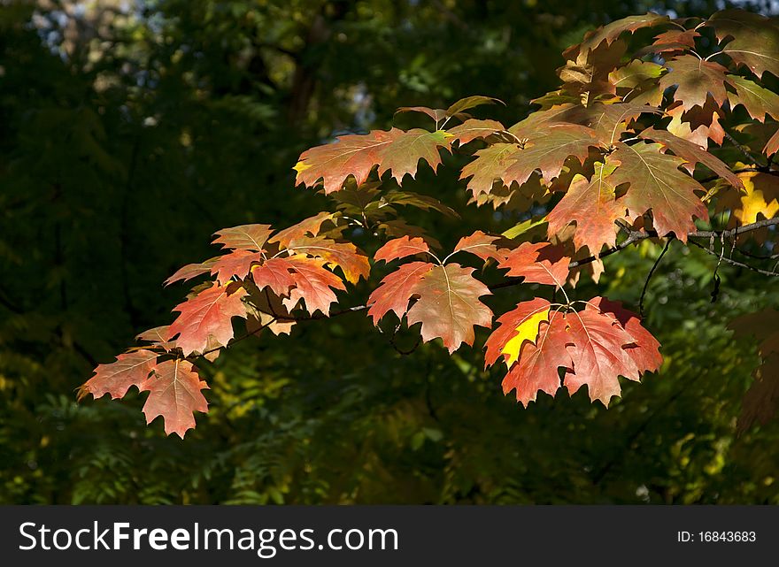 Close up of a tree branch with rusty leaves. Close up of a tree branch with rusty leaves