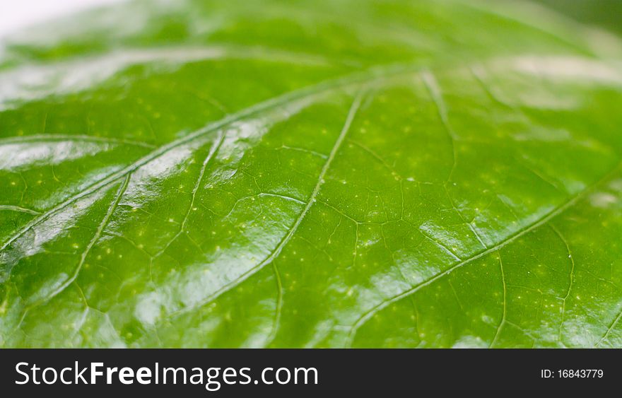 Closeup photo of tree leaf