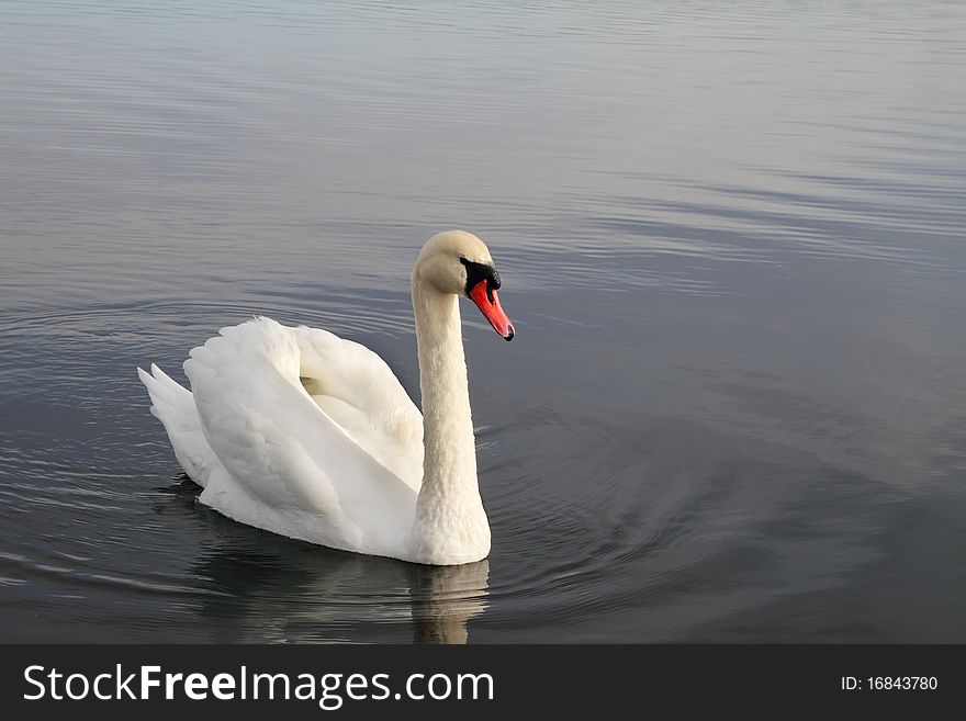 Swan swiming in the lake. Swan swiming in the lake.