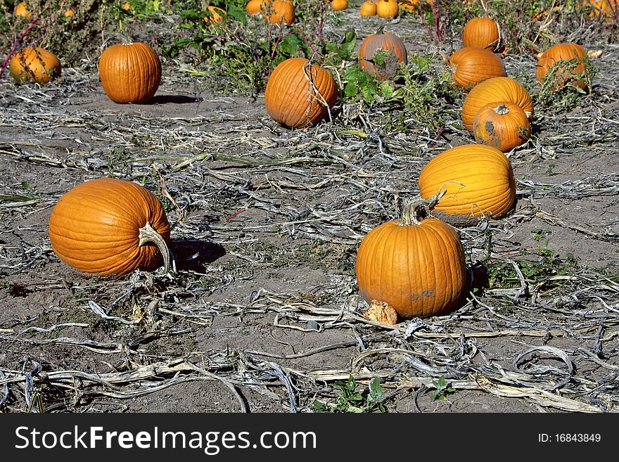 Pumpkins on the vine growing in field. Pumpkins on the vine growing in field