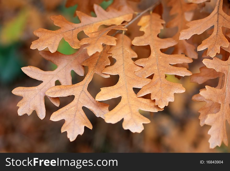 Brown autumn oak leaves on tree