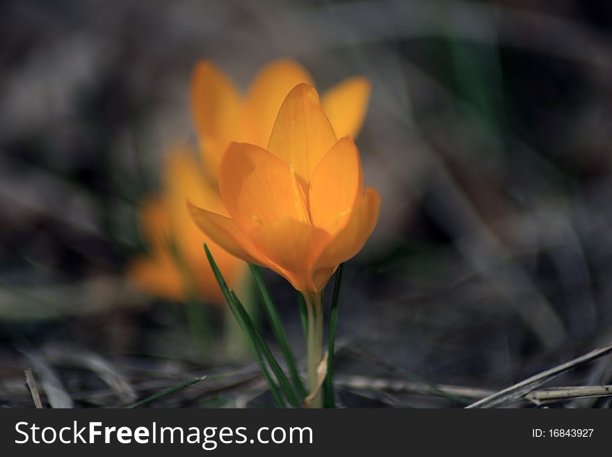 Yellow crocus looking from darkness