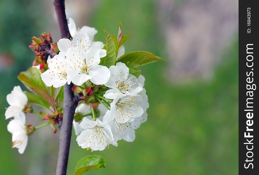 Cherry blossom, focus on foreground