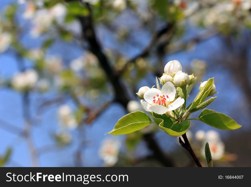 Pear blossom close-up. Shallow depth of field.