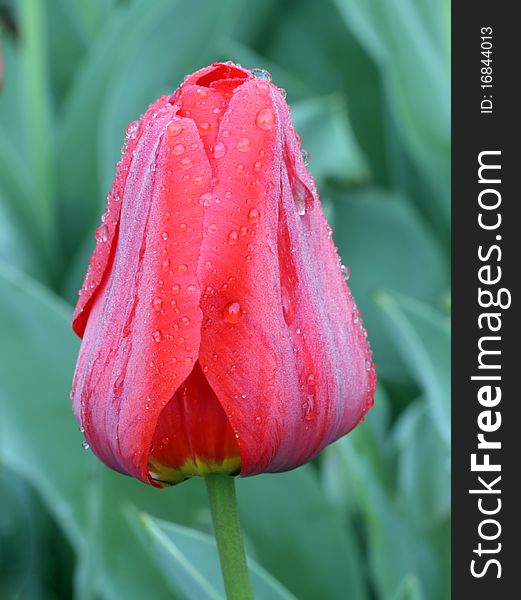 Red tulip covered with dew drops