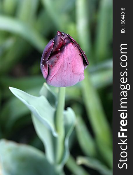 Morning purple tulip