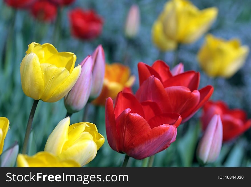 Colorful tulips in garden, focus on foreground