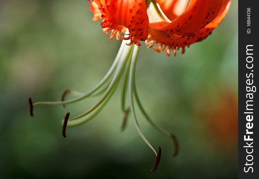 Tiger lily closeup with hanging stamens, low grain visible