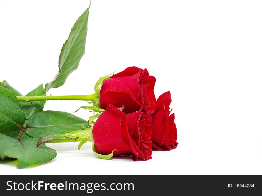 Red roses on a white background with space for text