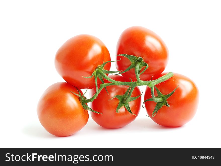 Branch of tomato isolated over white background. Branch of tomato isolated over white background