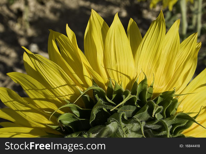 Close up of rear view of a big sunflower