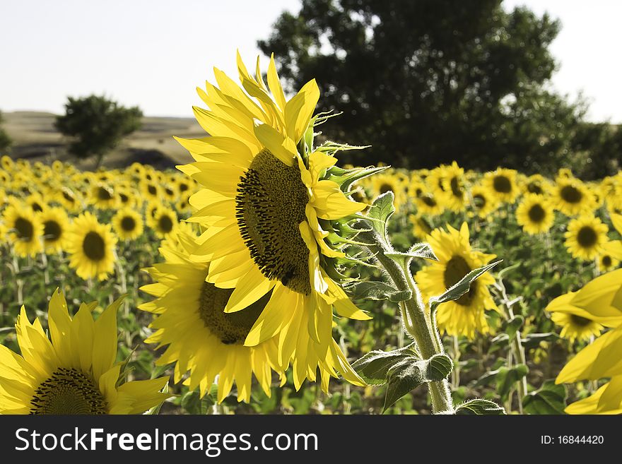 Side view of a sunflower on a sunflower field. Side view of a sunflower on a sunflower field