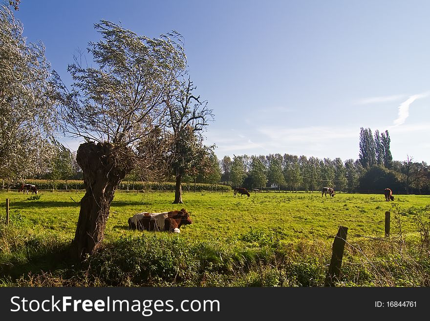 Rural landscape: a meadow with cows