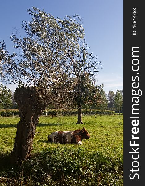 Rural landscape: a meadow with cows