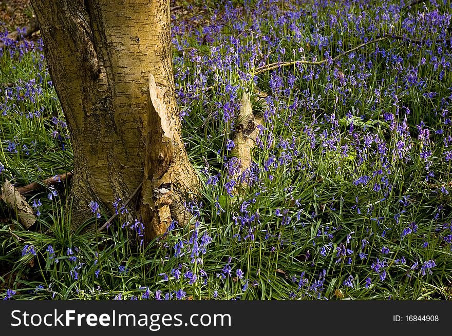 Bluebells in a woodland setting