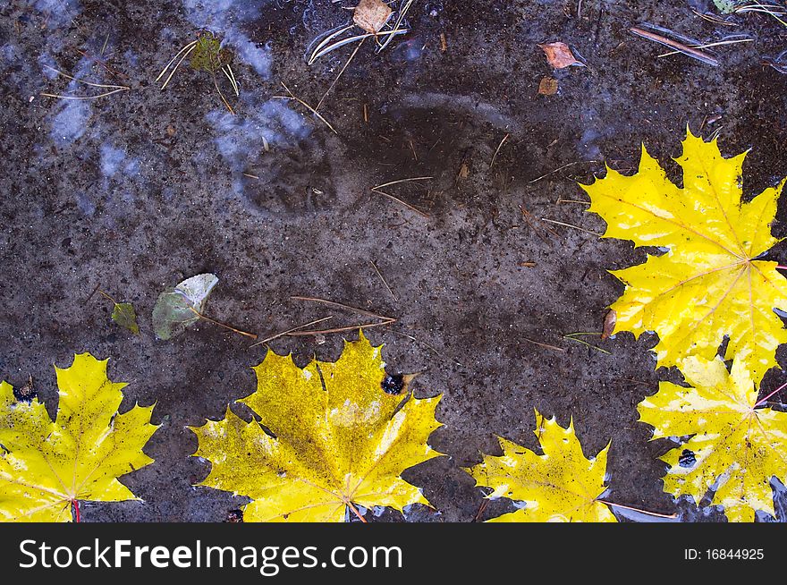 The fallen down maple leaves in an autumn pool. The fallen down maple leaves in an autumn pool