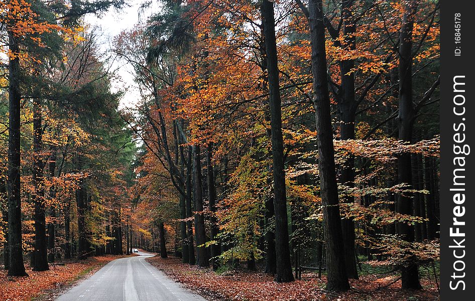 Nice country road with beautiful autumn colors. Nice country road with beautiful autumn colors