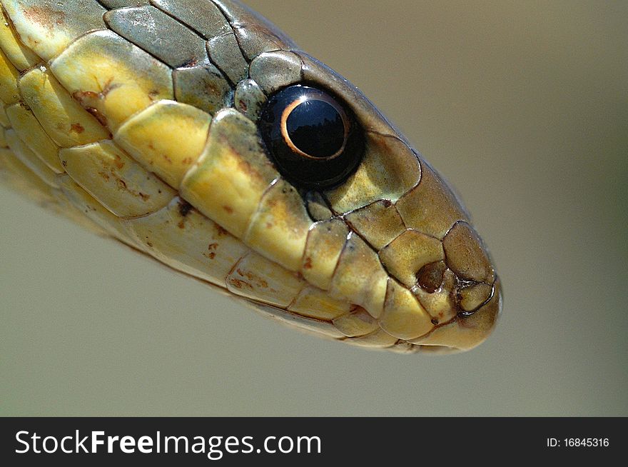 Macro of an Eastern Yellow-Bellied Racer. Macro of an Eastern Yellow-Bellied Racer