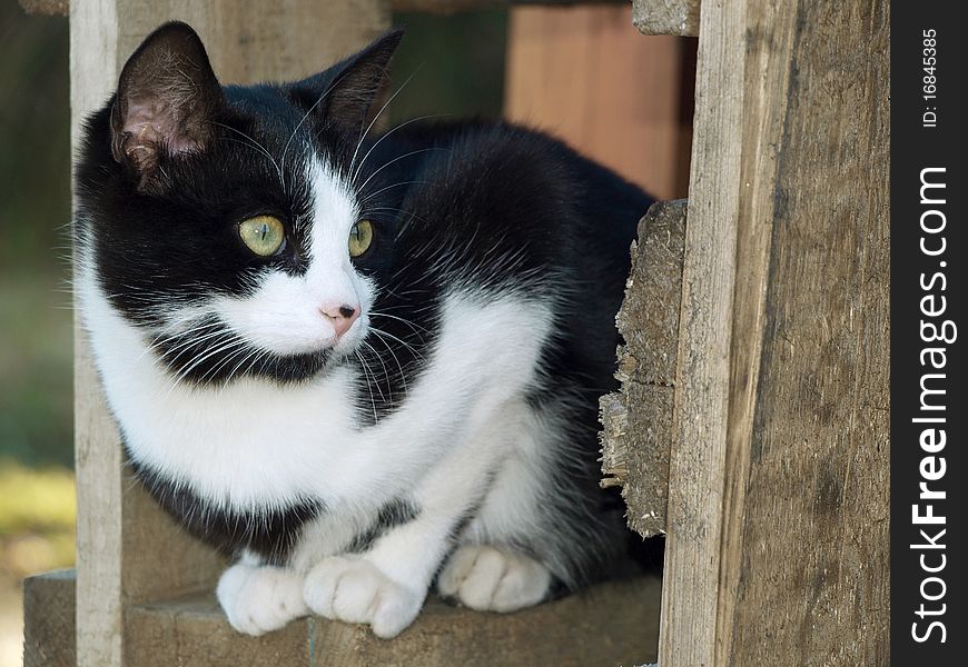 Cute black and white young cat. Cute black and white young cat