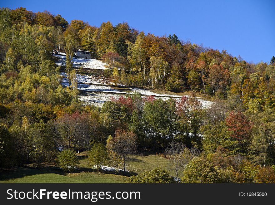 Forest in autumn with the first snow. Forest in autumn with the first snow