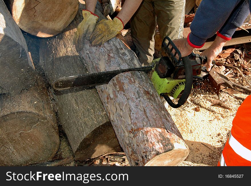 003 - Two lumberjacks while sawing a log in a carpentry. 003 - Two lumberjacks while sawing a log in a carpentry