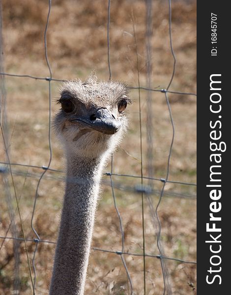 An ostrich head behind a fence.