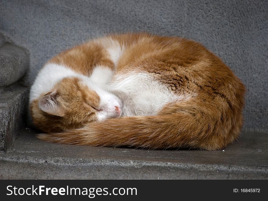 Bean-like shaped cat sleeping on the street. Bean-like shaped cat sleeping on the street