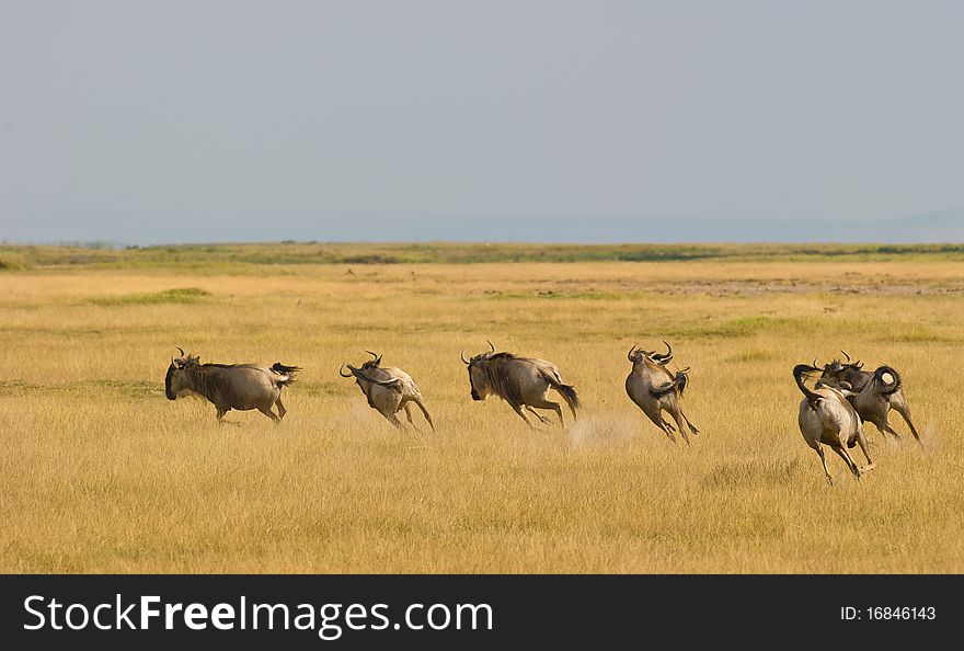 A group of Wildebeest speeding up.