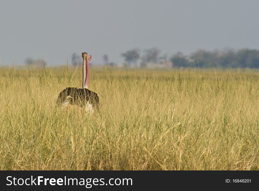 A couple of the Masai Ostrich stands in a funny way showing two heads on only one body. A couple of the Masai Ostrich stands in a funny way showing two heads on only one body.