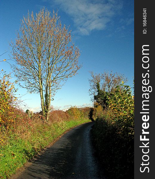 Rural road on a sunny autumn day