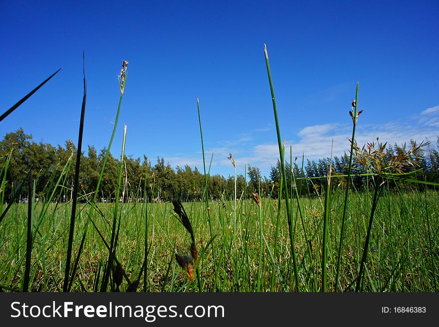 Green Grass With Blue Sky