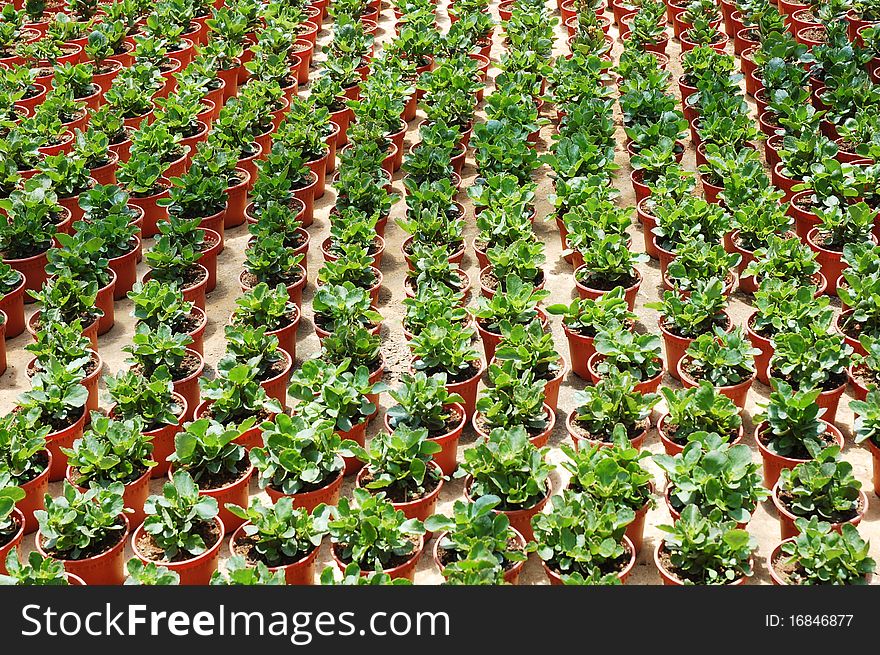 Image of green plants at farm