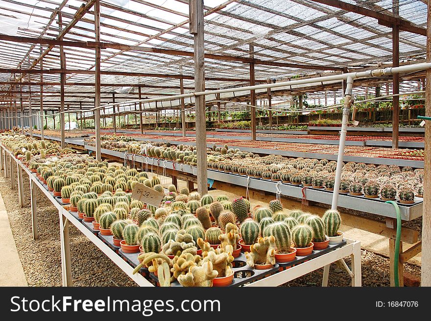 Image of small cactus plants at farm. Image of small cactus plants at farm