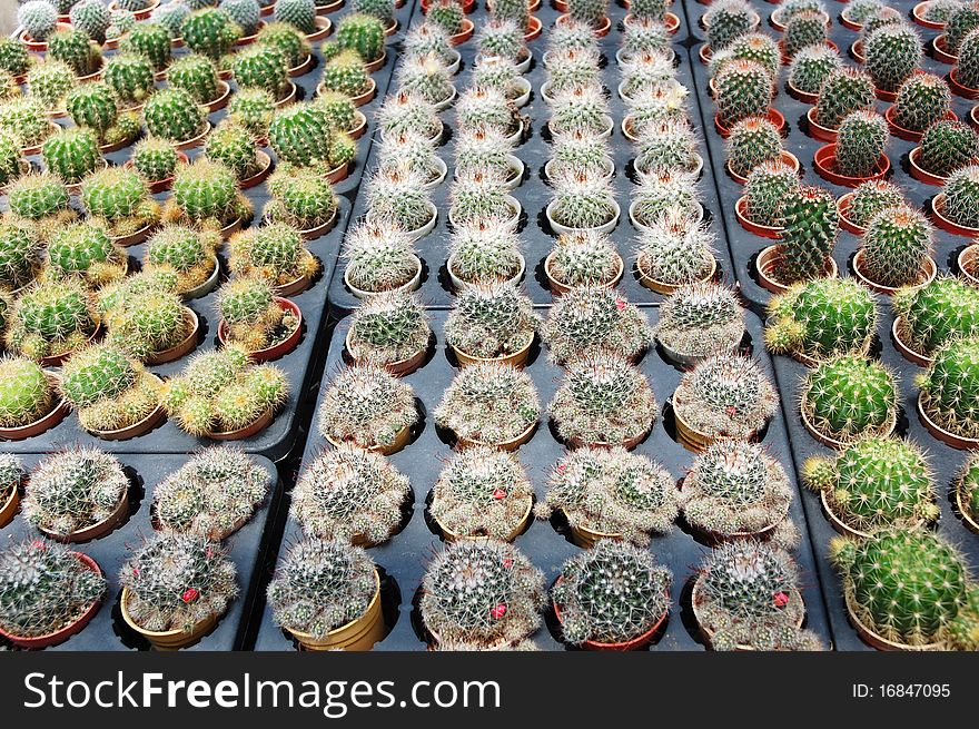 Image of small cactus plants at Farm