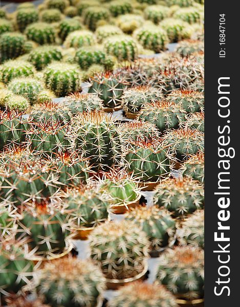 Image of small cactus plants at farm